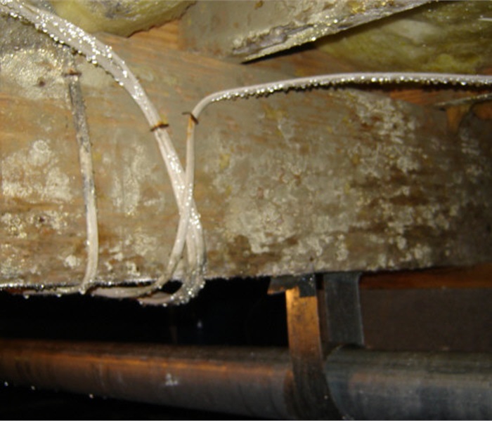 Mold on wooden beams in crawl space