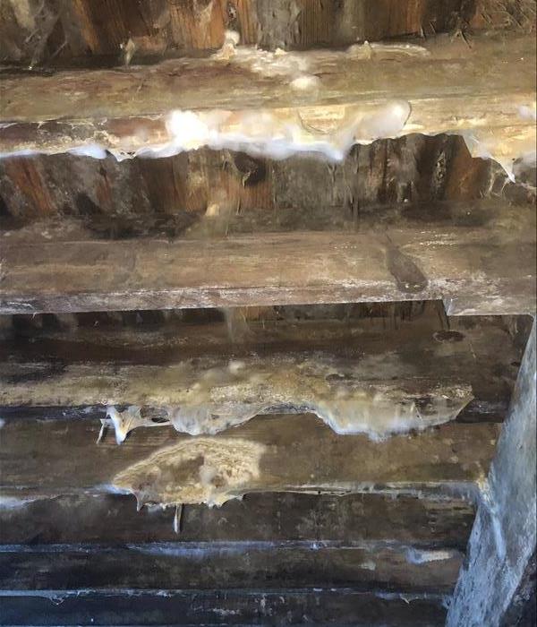 Water / Mold damaged beams